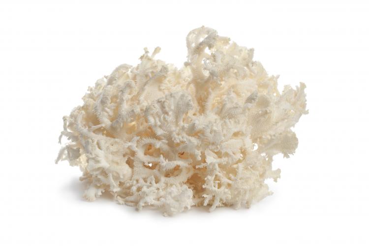 Witte koraalzwam
