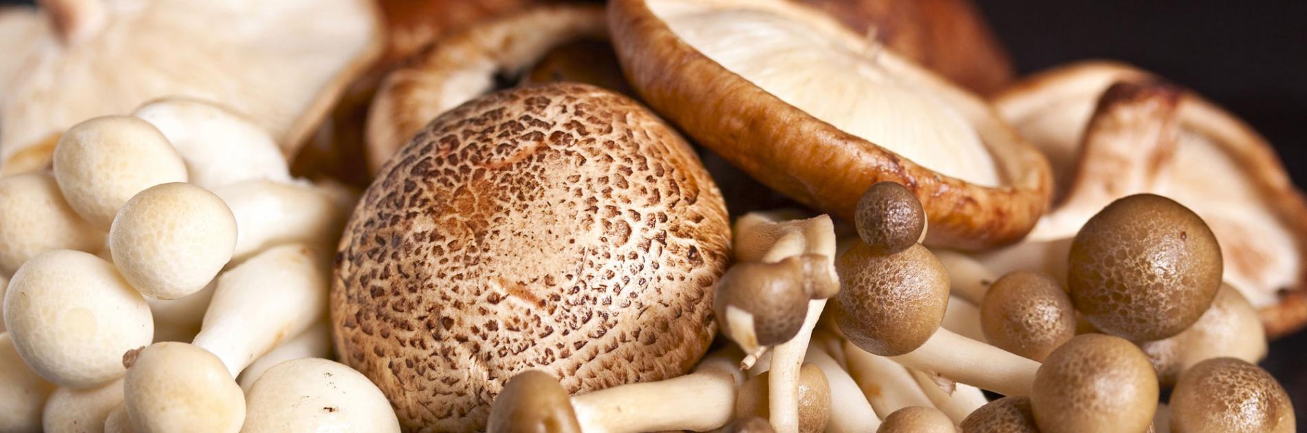 Chestnut Royale mushroom (beukwortelzwam)